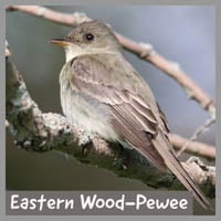 Eastern Wood-Pewee